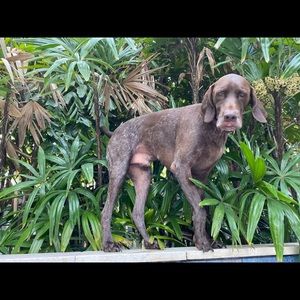 Meet your Posher, Max